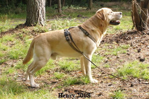 f-henry-2008-a