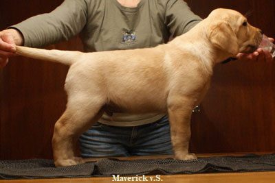 m-dog-brown-7,5-weeks