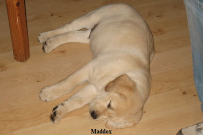 m-maddox-21,1