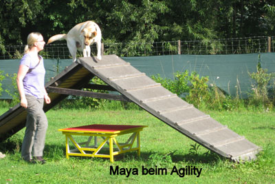 m-maya-agility