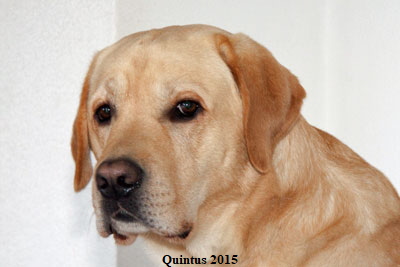 o-Quintus-2015---01