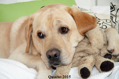 o-Quintus-2015---14