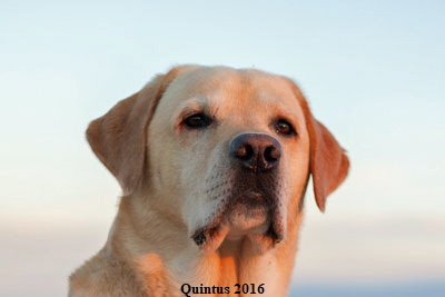o Quintus-2016b