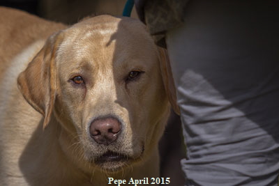 p-april-2015-pepe