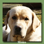 hunde-momo