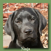 hunde-ninja